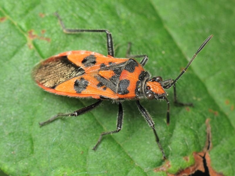 Corizus hyoscyami (Linnaeus, 1758)
